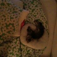 Norsk Skovkat Emmett Elm 