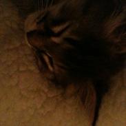 Norsk Skovkat Emmett Elm 