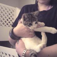 Huskat misser ( olivia)