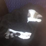 Huskat misser ( olivia)