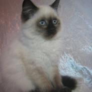 Blanding af racer Otto