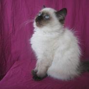 Blanding af racer Otto