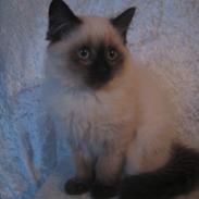 Blanding af racer Otto