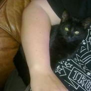 Huskat Thilde Anita lulu Elleby