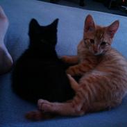 Huskat Thilde Anita lulu Elleby