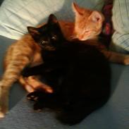 Huskat Thilde Anita lulu Elleby