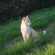 Huskat Beglie Savner diig :'(