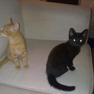 Huskat Thilde Anita lulu Elleby