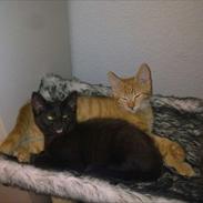 Huskat Thilde Anita lulu Elleby