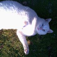 Blanding af racer Pippi    R.I.P  16/12 2011