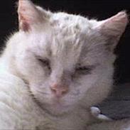Blanding af racer Pippi    R.I.P  16/12 2011
