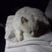 Blanding af racer Pippi    R.I.P  16/12 2011
