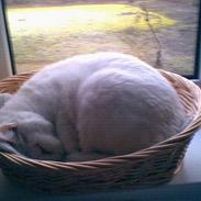 Blanding af racer Pippi    R.I.P  16/12 2011