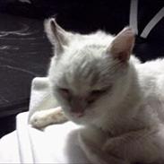 Blanding af racer Pippi    R.I.P  16/12 2011
