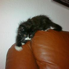 Blanding af racer Pjuske ( R.I.P aflivet )