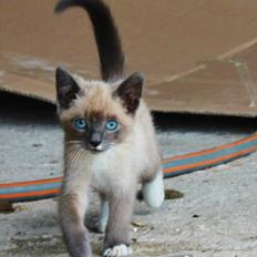 Blanding af racer spenny