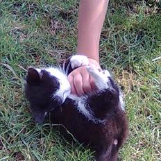 Blanding af racer Felix