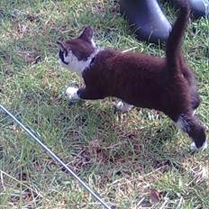 Blanding af racer Felix