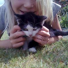 Blanding af racer Felix