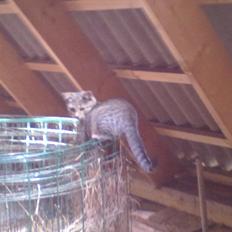 Blanding af racer Kaj