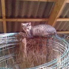 Blanding af racer Kaj