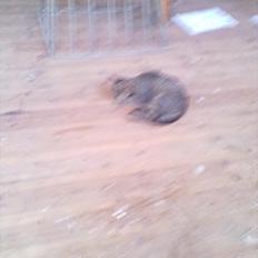 Blanding af racer Kaj