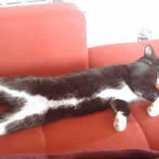 Blanding af racer Gizmo