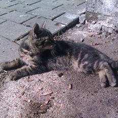 Blanding af racer Unavngivet