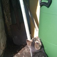 Blanding af racer Unavngivet