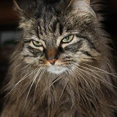 Blanding af racer Ofelia