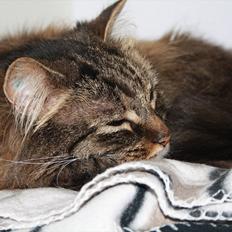 Blanding af racer Ofelia