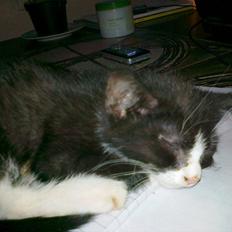 Huskat tut (søsters)