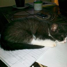 Huskat tut (søsters)