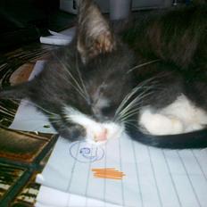 Huskat tut (søsters)