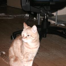 Blanding af racer pyrus