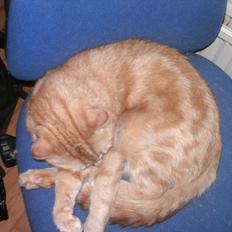 Blanding af racer pyrus