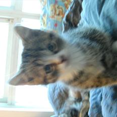 Blanding af racer stribe