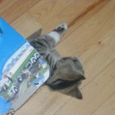 Blanding af racer stribe