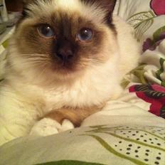 Hellig Birma DK Skødt's Gismo