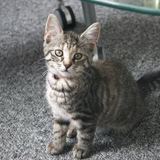 Blanding af racer Pucca