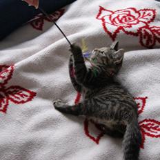 Blanding af racer Pucca