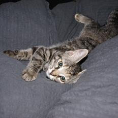 Blanding af racer Pucca