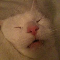 Blanding af racer Mikko