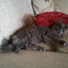 Maine Coon Tjalfe