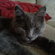 Maine Coon Tjalfe