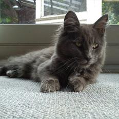 Maine Coon Tjalfe
