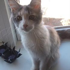Maine Coon Metallica *R.I.P.*