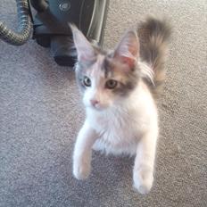 Maine Coon Metallica *R.I.P.*