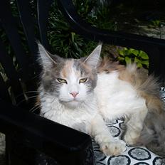 Maine Coon Metallica *R.I.P.*