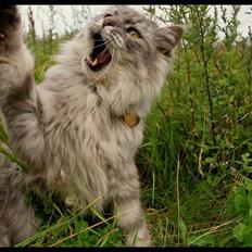 Maine Coon Will Turner